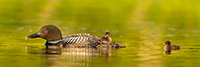 Common-loon;loon;Gavia-immers;Northern-NH;NH;chick;baby;sunset;pan;panoramic;D5