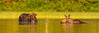 wildlife;Bull-Moose;Moose;Alces-alces;Pond;Calf;Maine;ME;pan;panoramic;D5;600mm