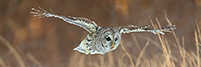 wildlife;owl;Strix-varia;barred-owl;raptor;bird-of-prey;pan;panoramic;MA;Massachusetts;2019