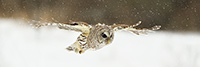 wildlife;owl;Strix-varia;barred-owl;raptor;bird-of-prey;snow;MA;Massachusetts;pan;panoramic;2019