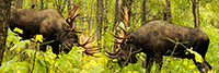 wildlife;Bull-Moose;Moose;fight;sparring;Alces-alces;Anchorage;Alaska;AK;D4s;2015