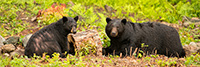 wildlife;bear;bears;black-bear;Ursus-americanus;Sugar-Hill;NH;male;courting;D4s