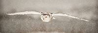 wildlife;snowy-owl;bubo-scandiacus;owl;raptor;bird-of-prey;snow;Rye-Harbor;NH;D4