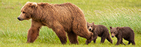 wildlife;Bear;Grizzly-Bear;Brown-Bear;Coastal-Bear;Ursus-Arctos;Cubs;Sow;Katmai-NP;Hallo-Bay