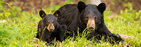 wildlife;bear;bears;black-bear;Ursus-americanus;Sugar-Hill;NH;Cub;grass;D4s