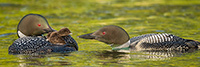 Common-loon;loon;Gavia-immers;Squam-Lake;Lakes-Region;chick;baby;Holderness;NH;D4s