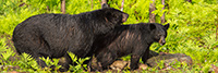 wildlife;bear;bears;black-bear;Ursus-americanus;Sugar-Hill;NH;male;rocks;D4s;800mm