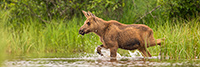 wildlife;calf-Moose;Moose;Alces-alces;Lake;Water;North-Maine;ME;D4s;2015