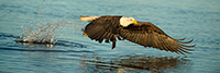 wildlife;Eagle;Raptor;Bald-Eagle;Haliaeetus-leucocephalus;Homer;Alaska;AK;D4s;2016