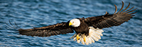 wildlife;Eagle;Raptor;Bald-Eagle;Haliaeetus-leucocephalus;Homer;Alaska;AK;D4s;2016