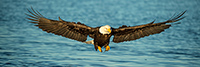 wildlife;Eagel;Bald-Eagle;Haliaeetus-leucocephalus;Homer;Alaska;AK;D4s;2016
