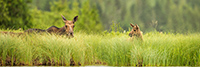 wildlife;Cow-Moose;Moose;Alces-alces;Lake;Pan;Panoramic;North-Maine;ME;D4s;2015