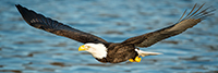 wildlife;Eagle;Raptor;Bald-Eagle;Haliaeetus-leucocephalus;Homer;Alaska;AK;Pan;Panoramic