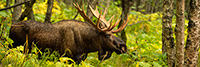 wildlife;Bull-Moose;Moose;Alces-alces;Woods;Trees;Alaska;AK;Pan;Panoramic