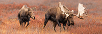 wildlife;Bull-Moose;Cow;Love;Moose;Alces-alces;Denali;Alaska;Pan;AK;D5;2016