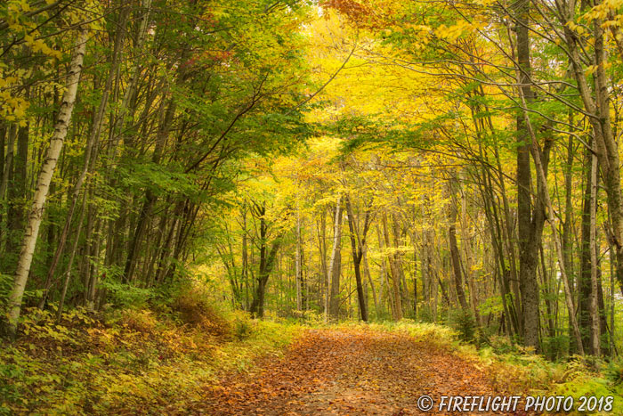 landscape;forest;foliage;trees;path;fall;leaves;Easton;NH;D850