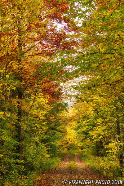 landscape;forest;foliage;trees;path;fall;leaves;Franconia;NH;D850