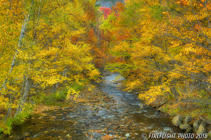 landscape;forest;foliage;trees;path;creek;water;fall;leaves;Stark;NH;D850