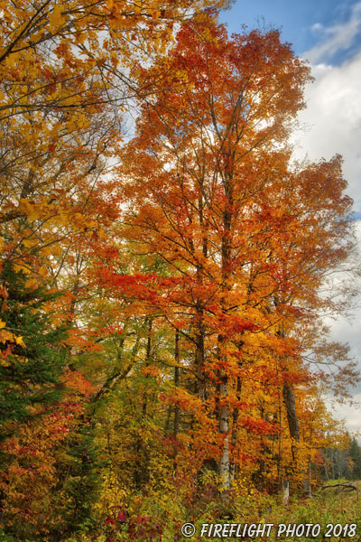 landscape;forest;foliage;trees;path;fall;leaves;Dixville Notch;NH;D850