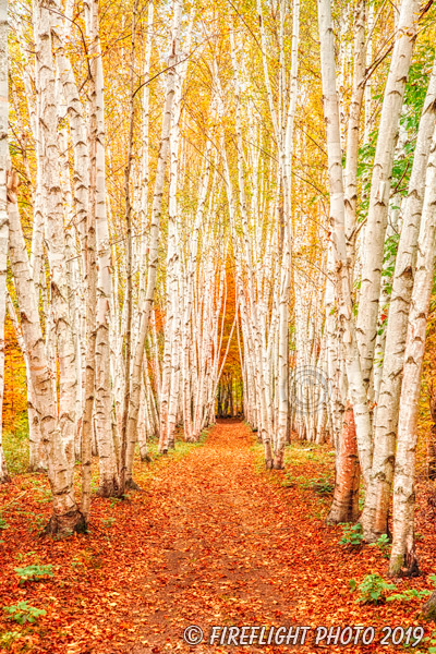 landscape;forest;foliage;trees;yellow;fall;birch trees;leaves;North NH;NH;Z7