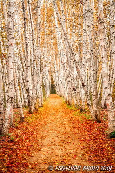 landscape;forest;foliage;trees;yellow;fall;birch trees;leaves;North NH;NH;Z7
