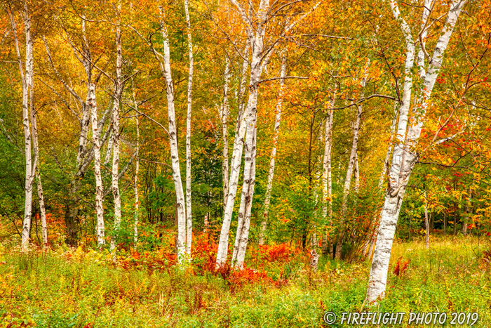 landscape;forest;foliage;trees;yellow;Birches;Birch Trees;fall;leaves;Errol;NH;Z7