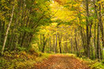 landscape;forest;foliage;trees;path;fall;leaves;Easton;NH;D850