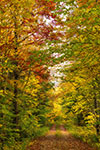 landscape;forest;foliage;trees;path;fall;leaves;Franconia;NH;D850