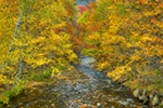 landscape;forest;foliage;trees;path;creek;water;fall;leaves;Stark;NH;D850