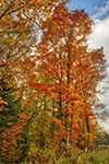 landscape;forest;foliage;trees;path;fall;leaves;Dixville-Notch;NH;D850