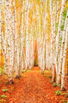 landscape;forest;foliage;trees;yellow;fall;birch-trees;leaves;North-NH;NH;Z7