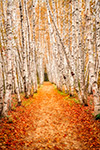 landscape;forest;foliage;trees;yellow;fall;birch-trees;leaves;North-NH;NH;Z7