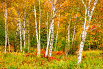landscape;forest;foliage;trees;yellow;Birches;Birch-Trees;fall;leaves;Errol;NH;Z7