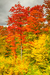 landscape;forest;foliage;trees;red;yellow;fall;leaves;Berlin;NH;Z7