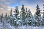 Twin-Mountains;Trees;Snow;Sunset;New-Hampshire;Winter;Photo-to-art;art;landscape