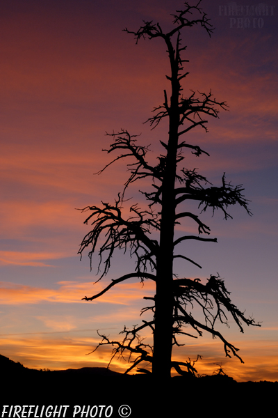 landscape;scenic;sunrise;dead tree;tree;Escalante;UT;UTAH