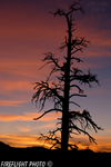 landscape;scenic;sunrise;dead-tree;tree;Escalante;UT;UTAH