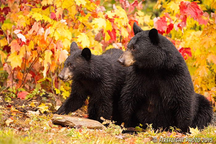 wildlife;bear;bears;black bear;Ursus americanus;Northern NH;NH;female;foliage;D4s