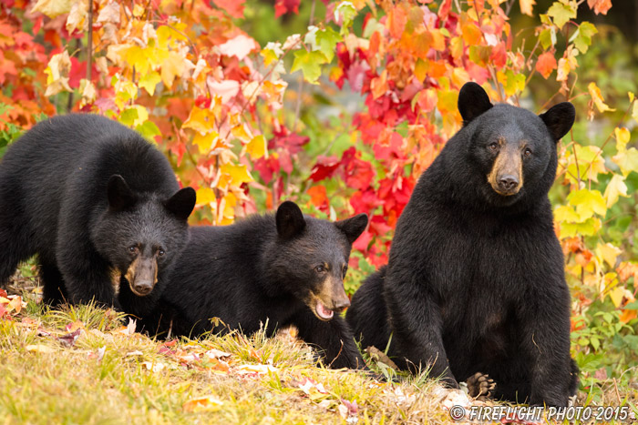 wildlife;bear;bears;black bear;Ursus americanus;Northern NH;NH;female;cubs;foliage