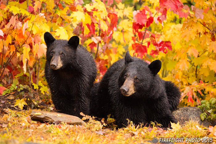 wildlife;bear;bears;black bear;Ursus americanus;Northern NH;NH;female;foliage;D4s