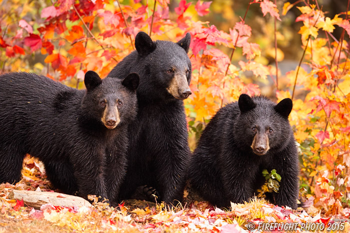 wildlife;bear;bears;black bear;Ursus americanus;Northern NH;NH;Cubs;Foliage;D4s