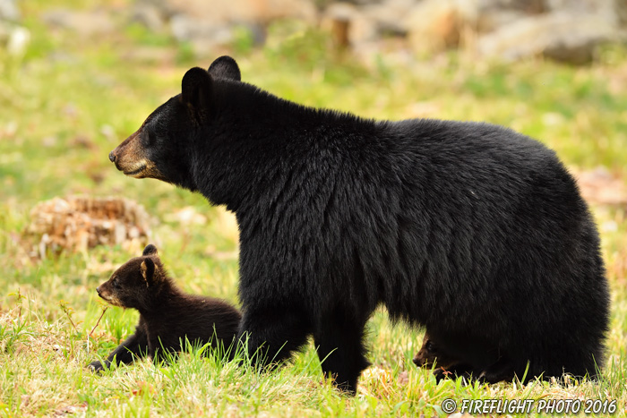 wildlife;bear;bears;black bear;Ursus americanus;Northern NH;NH;Cubs;field;grass;D5