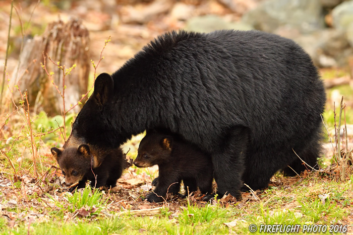 wildlife;bear;bears;black bear;Ursus americanus;Northern NH;NH;Cubs;field;grass;D5