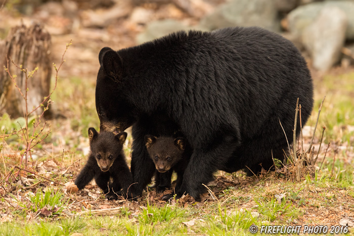 wildlife;bear;bears;black bear;Ursus americanus;Northern NH;NH;Cubs;field;grass;D5