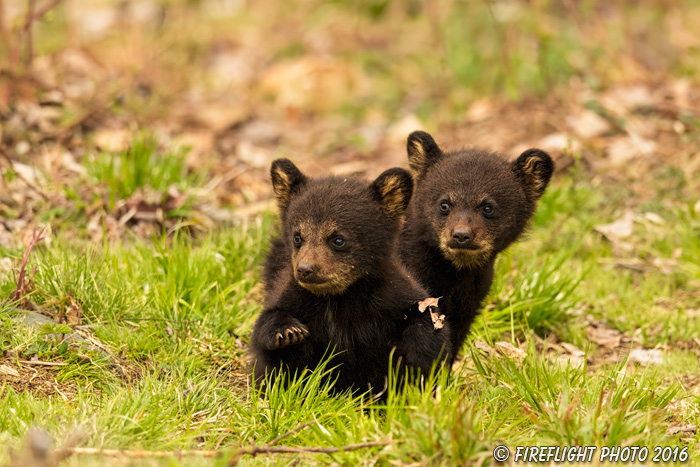 wildlife;bear;bears;black bear;Ursus americanus;Northern NH;NH;Cubs;Grass;D5