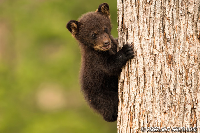 wildlife;bear;bears;black bear;Ursus americanus;Northern NH;NH;Cub;tiny;tree;D5