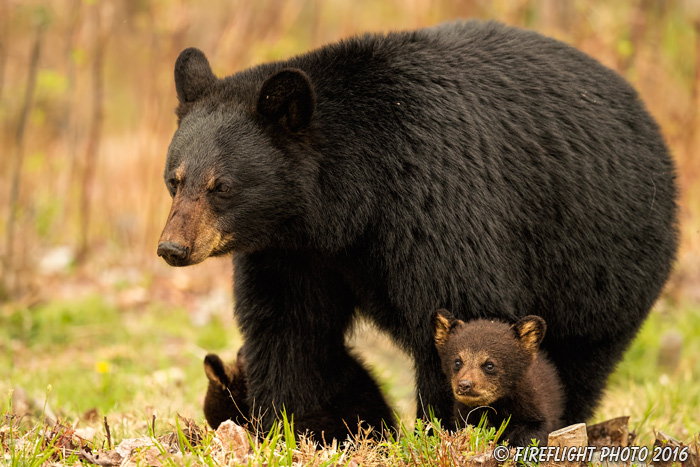 wildlife;bear;bears;black bear;Ursus americanus;Northern NH;NH;Cubs;field;grass;D5