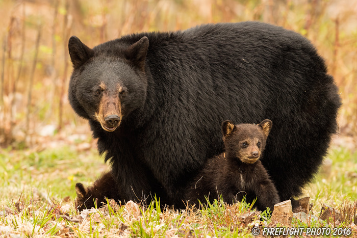 wildlife;bear;bears;black bear;Ursus americanus;Northern NH;NH;Cubs;field;grass;D5