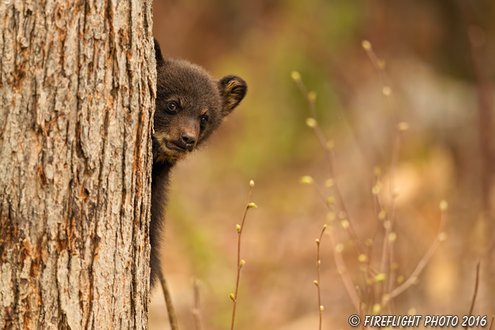 wildlife;bear;bears;black bear;Ursus americanus;Northern NH;NH;Cub;tiny;tree;D5