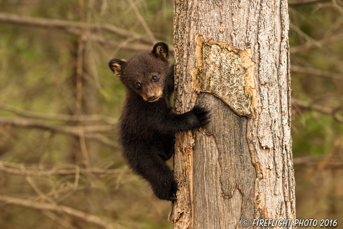 wildlife;bear;bears;black bear;Ursus americanus;Northern NH;NH;Cub;tiny;tree;D5